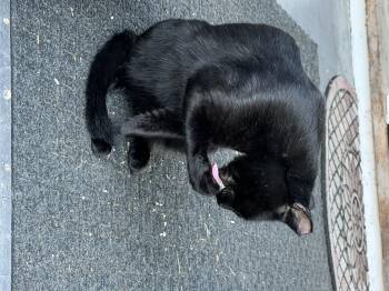 Zoro -  American Shorthair Cat for Adoption in Springfield, Massachusetts - Zoro | PetCurious