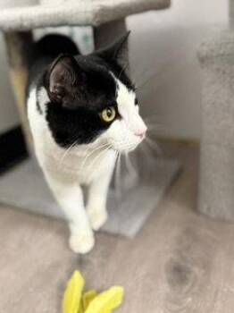 Tommy -  Tuxedo and Domestic Short Hair Cat for Adoption in Hazlet, New Jersey - Tommy | PetCurious
