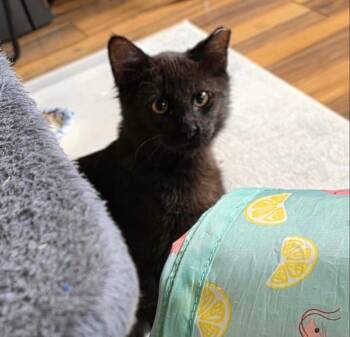 Bandit -  Domestic Short Hair Cat for Adoption in Albuquerque, New Mexico - Bandit | PetCurious