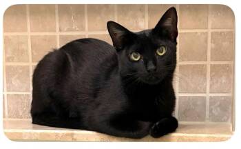 Squeak -  Domestic Short Hair Cat for Adoption in Delray Beach, Florida - Squeak | PetCurious