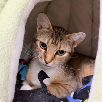 Umbrella -  Domestic Short Hair Cat for Adoption in State College, Pennsylvania - Umbrella | PetCurious