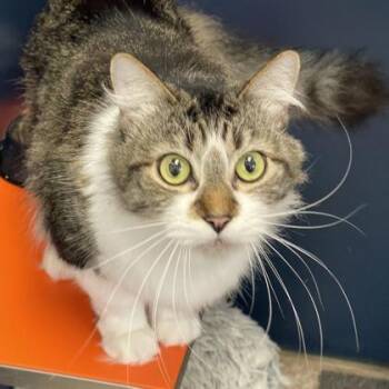Leo -  Domestic Medium Hair and Domestic Short Hair Cat for Adoption in Fort Worth, Texas - Leo | PetCurious