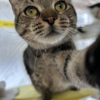 Domestic Short Hair Cats Available for Adoption - Kathy | PetCurious