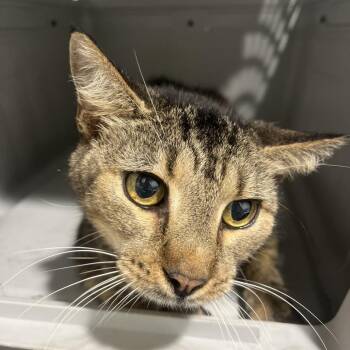 Tanner -  Domestic Short Hair Cat for Adoption in Tampa, Florida - Tanner | PetCurious