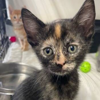 Rescue Domestic Short Hair Cats for Adoption in Kingman, Kansas - Bonheur | PetCurious