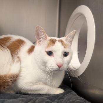 Domestic Short Hair Cats Available for Adoption - Corazon | PetCurious