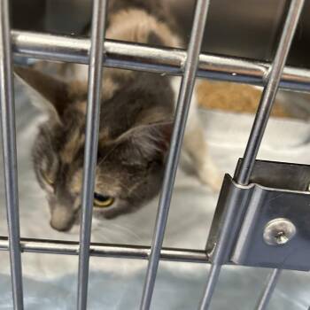 Gemma -  Domestic Short Hair Cat for Adoption in Greensboro, North Carolina - Gemma | PetCurious