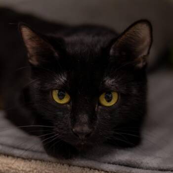 Bear -  Domestic Short Hair Cat for Adoption in Chaska, Minnesota - Bear | PetCurious