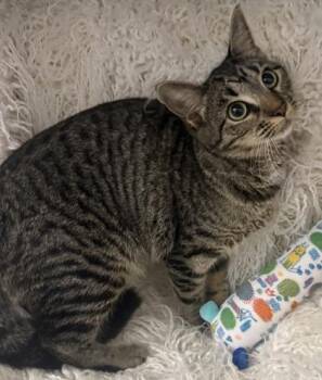 Melody -  Domestic Short Hair Cat for Adoption in Conway, South Carolina - Melody | PetCurious
