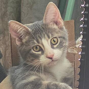 Moet -  Domestic Short Hair Cat for Adoption in Grinnell, Iowa - Moet | PetCurious