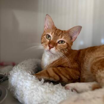 Domestic Short Hair Cats Available for Adoption - Leonard | PetCurious