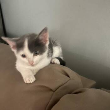 River -  Domestic Short Hair Cat for Adoption in Edwardsville, Illinois - River | PetCurious