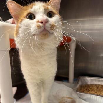 Kirby -  Domestic Short Hair Cat for Adoption in Salt Lake City, Utah - Kirby | PetCurious