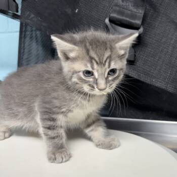 Rescue Domestic Short Hair Cats for Adoption in Jefferson City, Tennessee - Gobblestein | PetCurious