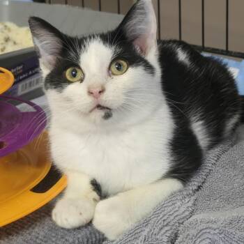 Rescue Domestic Short Hair Cats for Adoption in Reeseville, Wisconsin - Freddy | PetCurious