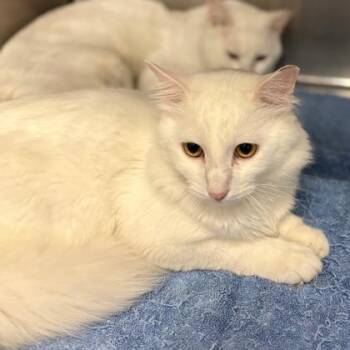 Domestic Medium Hair and Domestic Short Hair Cats Available for Adoption in Fort Worth, Texas - Oak | PetCurious