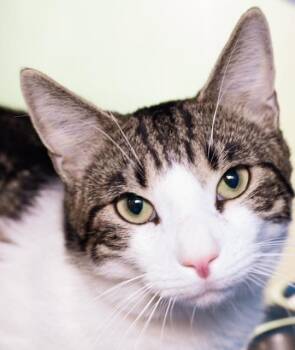 BASIL -  Domestic Short Hair Cat for Adoption in Boston, Massachusetts - BASIL | PetCurious