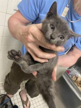 LEVELING -  Domestic Short Hair Cat for Adoption in Dallas, Texas - LEVELING | PetCurious