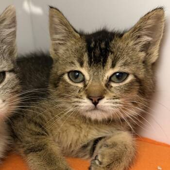 Kiki -  Domestic Short Hair Cat Available for Adoption in Los Angeles, California - Kiki | PetCurious