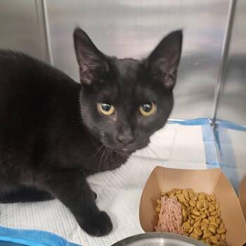 Mint Chip (Karma) -  Domestic Short Hair Cat for Adoption in Greensboro, North Carolina - Mint Chip (Karma) | PetCurious