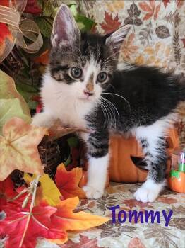 Rescue Domestic Short Hair Cats for Adoption in Rossville, Georgia - Tommy | PetCurious