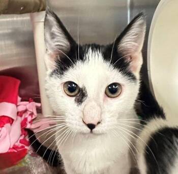 Shorty -  Domestic Short Hair Cat for Adoption in Walnut Creek, California - Shorty | PetCurious
