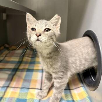LONG DIVISION -  Domestic Short Hair Cat for Adoption in Leesburg, Virginia - LONG DIVISION | PetCurious