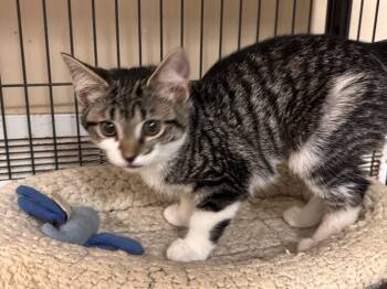 Domestic Short Hair Cats Available for Adoption in Logan, Ohio - Terra | PetCurious