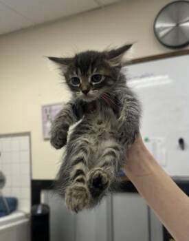 Domestic Medium Hair and Domestic Short Hair Cats Available for Adoption in Palm Coast, Florida - Raleigh | PetCurious