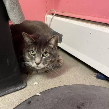 Domestic Short Hair Cats Available for Adoption in Buffalo, New York - Bullet | PetCurious