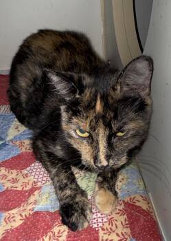 Mary Jane -  Tortoiseshell Cat for Adoption in Lake Ozark, Missouri - Mary Jane | PetCurious