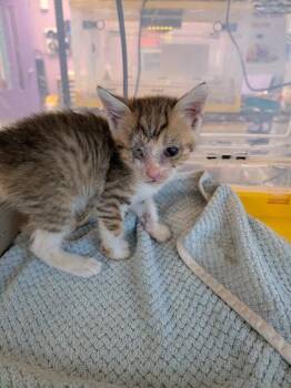 61216255 -  Domestic Short Hair Cat for Adoption in El Paso, Texas - 61216255 | PetCurious