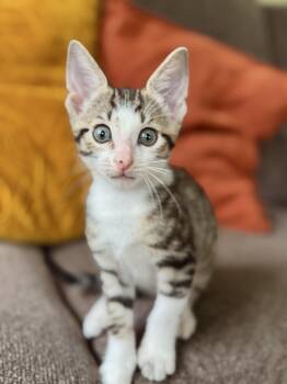 Alfie -  Domestic Short Hair Cat for Adoption in Gradyville, Kentucky - Alfie | PetCurious