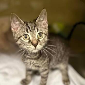 Root Beer -  Domestic Short Hair Cat for Adoption in Concord, North Carolina - Root Beer | PetCurious