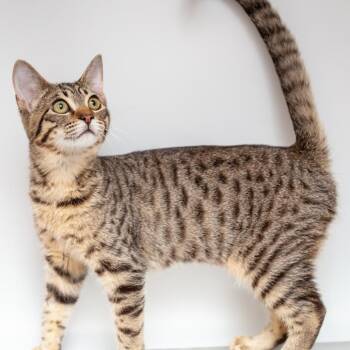 Domestic Short Hair Cats Available for Adoption - Celia Belia | PetCurious