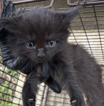 Dicki -  Domestic Short Hair Cat for Adoption in West Chester, Pennsylvania - Dicki | PetCurious