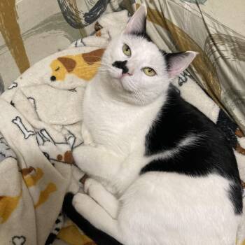 Domestic Short Hair Cats Available for Adoption - Chinook | PetCurious