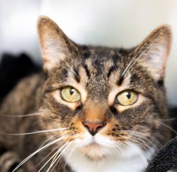 LADY -  Domestic Short Hair Cat for Adoption in Boston, Massachusetts - LADY | PetCurious