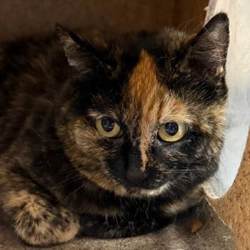 Miso -  Domestic Short Hair Cat for Adoption in Salt Lake City, Utah - Miso | PetCurious