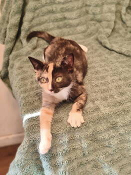 Rescue Calico Cats for Adoption in Laguna Niguel, California - Lisette | PetCurious