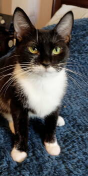 Rescue Domestic Short Hair Cats for Adoption in Dublin, Ohio - Piper | PetCurious