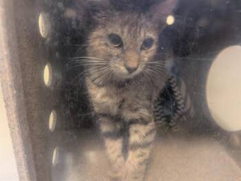 Rescue Domestic Short Hair Cats for Adoption in Pasadena, California - A525210 | PetCurious