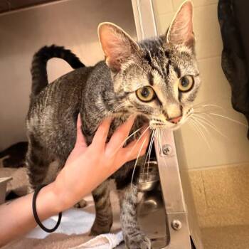 Cashmere -  Domestic Short Hair Cat for Adoption in Bristol, Indiana - Cashmere | PetCurious