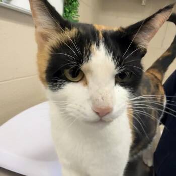 Tonic -  Domestic Short Hair Cat for Adoption in Troy, Virginia - Tonic | PetCurious