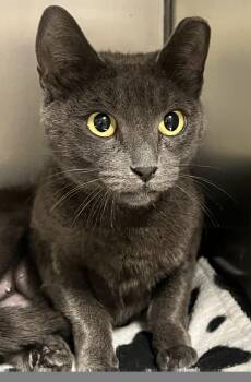 Nugget -  Domestic Short Hair Cat for Adoption in Johnston, Rhode Island - Nugget | PetCurious
