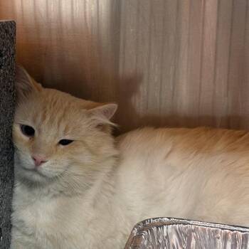 Zulu -  Domestic Medium Hair Cat for Adoption in Salt Lake City, Utah - Zulu | PetCurious