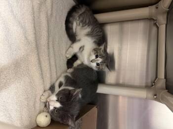 Rescue Domestic Short Hair Cats for Adoption in Saint Charles, Missouri - Princess Clara | PetCurious