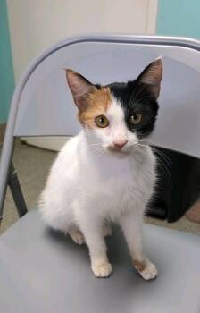 Mochi -  Domestic Short Hair Cat for Adoption in Ellijay, Georgia - Mochi | PetCurious