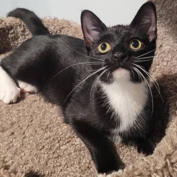 Rescue Tuxedo and Domestic Short Hair Cats for Adoption in Ballengee, West Virginia - Lilo | PetCurious