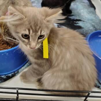 Amy -  American Shorthair Cat for Adoption in Coos Bay, Oregon - Amy | PetCurious